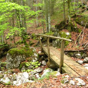 Waldwege mit Brücken