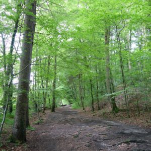 Waldwege nach Wolfratshausen