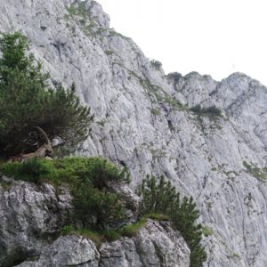 Steinbockparadies kurz vor der Tutzinger Hütte