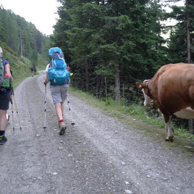 Eine Kuh begleitet uns