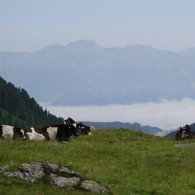 Ungewohnt mal schwarbunte Kühe zu sehen