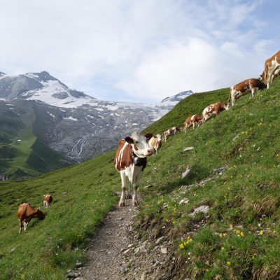 Kühe auf dem Weg