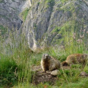 Murmeltiere am Wegesrand