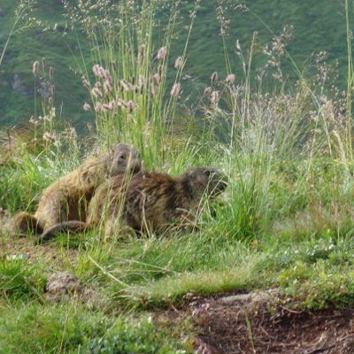 Murmeltiere am Wegesrand