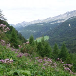 Schon bald sind wir im schönen blumigen Tal