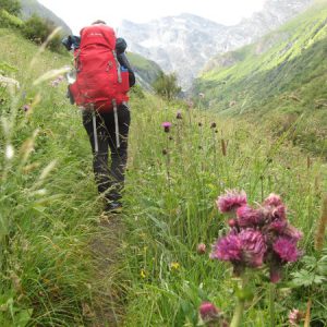 Wir wandern durch Wiesen