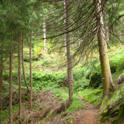 Der lange Weg bergauf durch den Wald