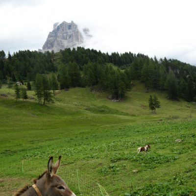 Esel und Minipony auf unserem Weg