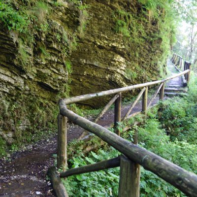 Wieder durch Wald weiter nach oben