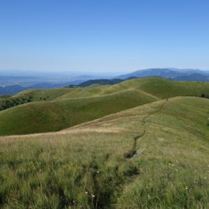 Leicht bergab die Wiese entlang