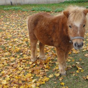 Süße Zuschauer auf dem Weg: Pony ...