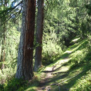 Aufstieg im Wald