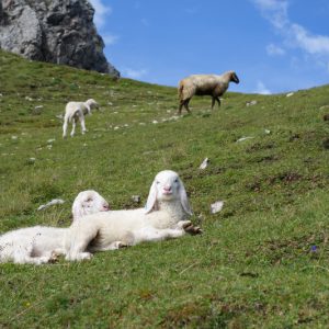 Begrüßung zurück an der Hütte