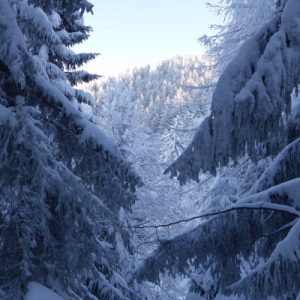 Schnee in den Bäumen