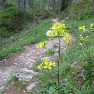 Viele Blumen am Wegesrand