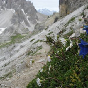 Enzian auf dem Rückweg zur Drei Zinnen Hütte