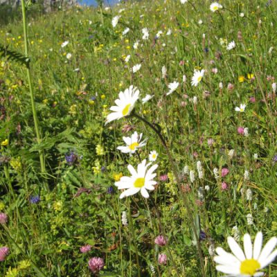 Schönste Blumenwiesen